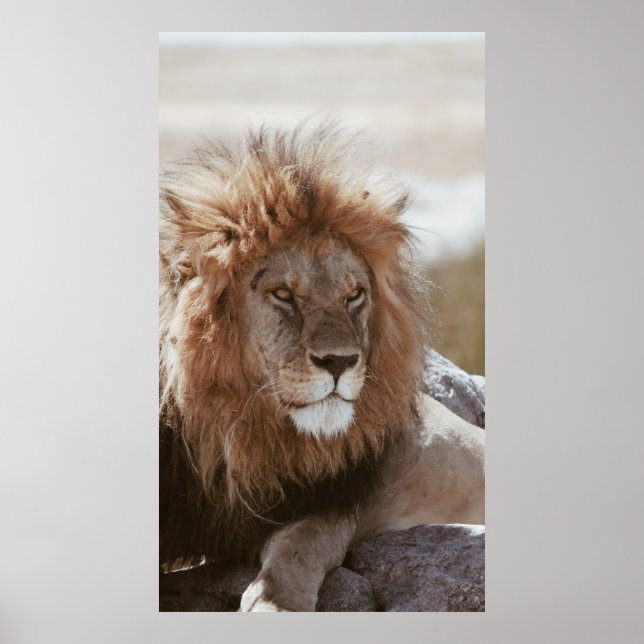 Lejon Poster (Framsidan)
