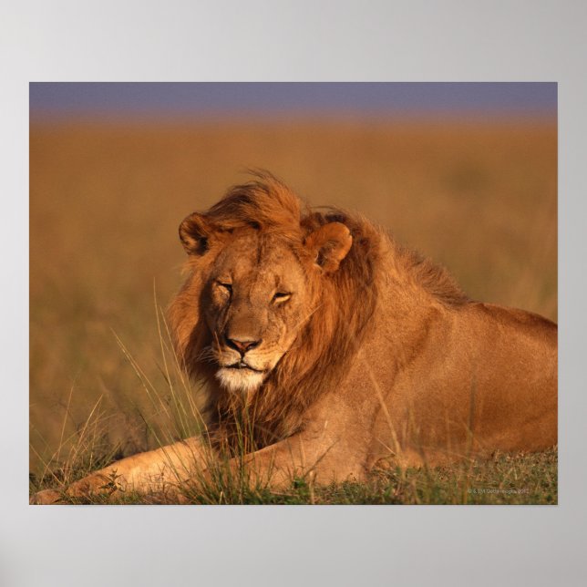 Lejon Poster (Framsidan)