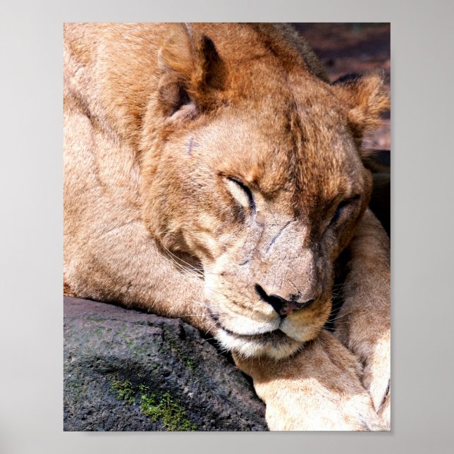 Lejon Poster (Framsidan)