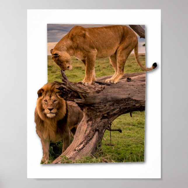 Lejon Poster (Framsidan)