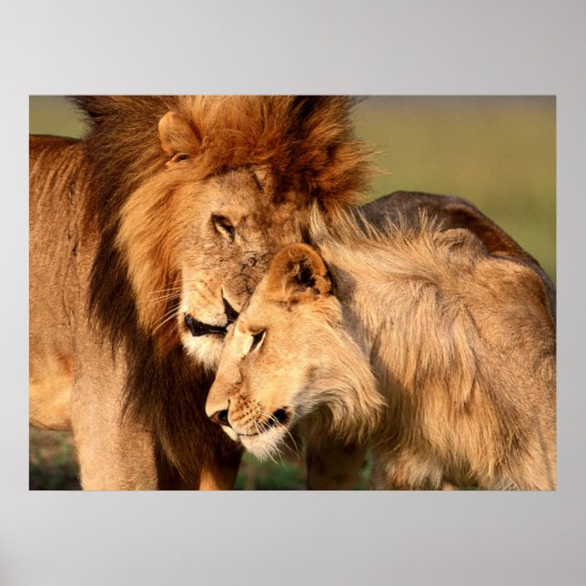 Lejon Poster (Framsidan)