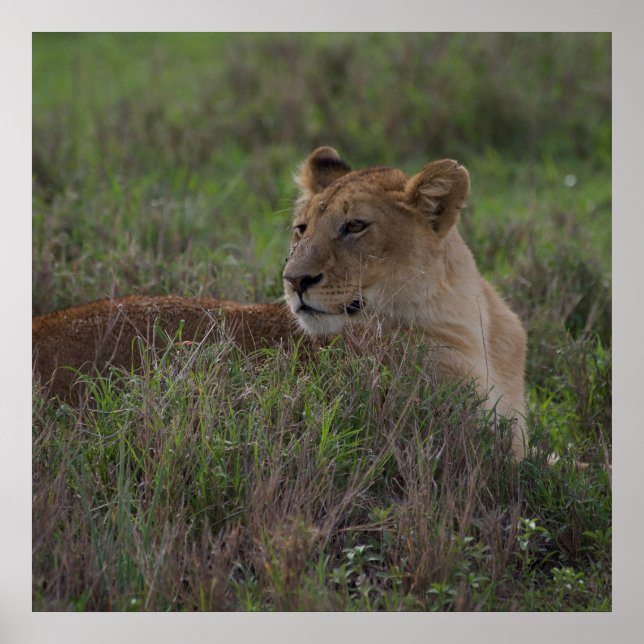 Lejon poster (Framsidan)