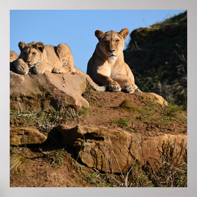 Lejon poster (Framsidan)