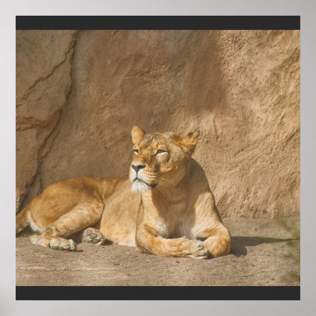 Lejon poster (Framsidan)