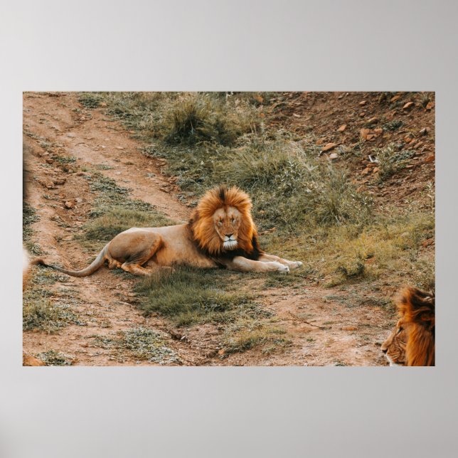 LEJON POSTER (Framsidan)