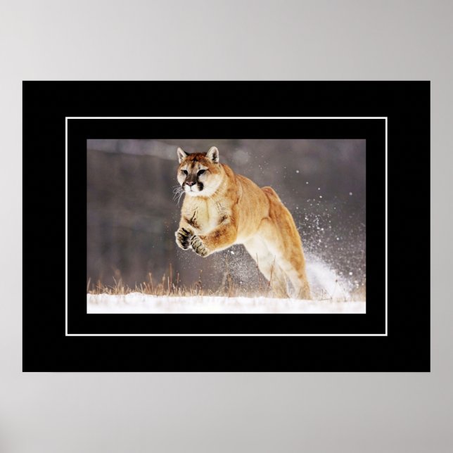 Lejon poster bergsregion (Framsidan)