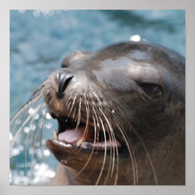 Lejon Poster i Cute Sea (Framsidan)
