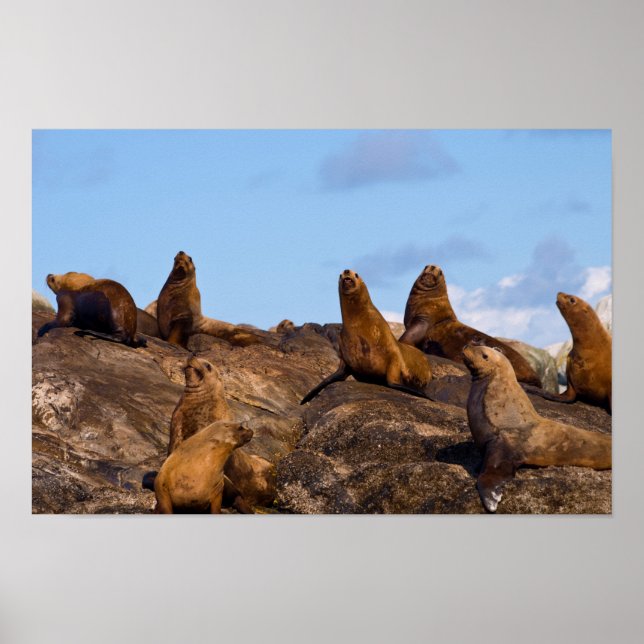 Lejon Poster i hav (Framsidan)