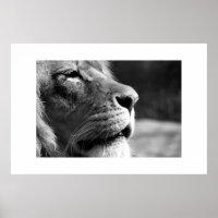 Lejon profil