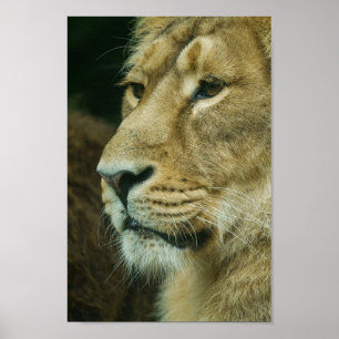 Lejon profilstängning poster