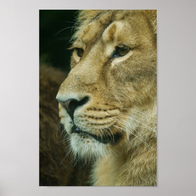 Lejon profilstängning poster (Framsidan)