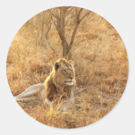 Lejon Runt Klistermärke