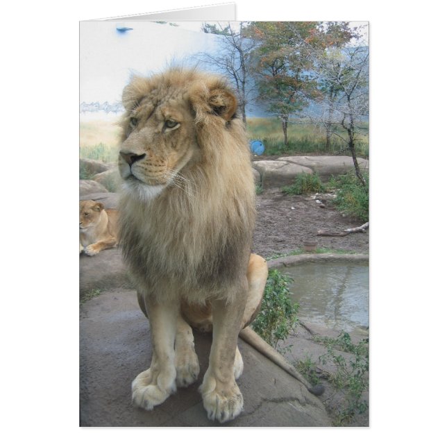 Lejon Search for Lunch Hälsningskort (Framsidan)