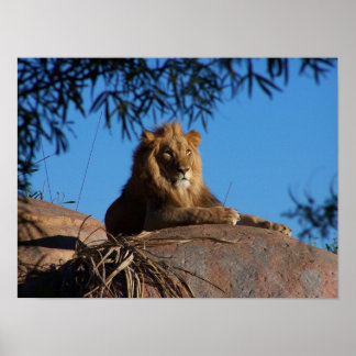 Lejon solnedgång poster