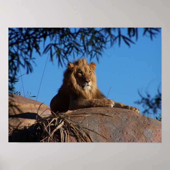 Lejon solnedgång poster (Framsidan)