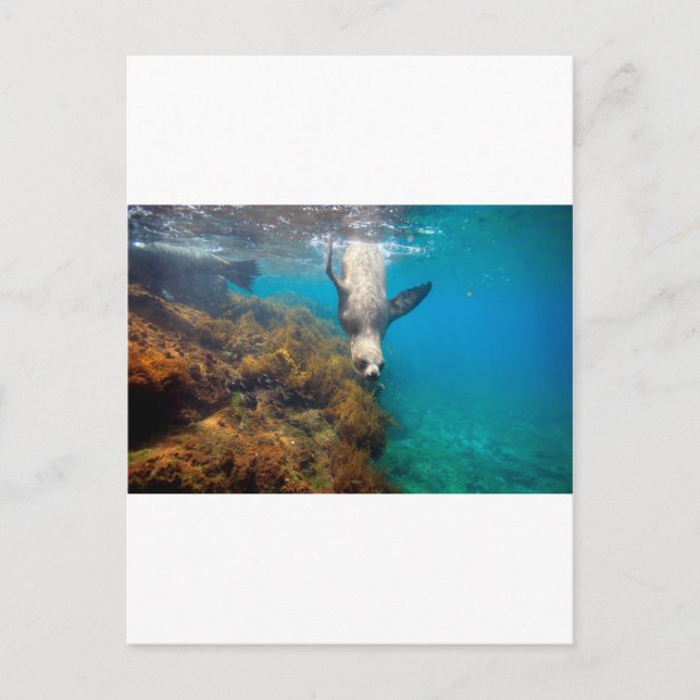 Lejon som leker under vatten på Galapagosöarna Vykort (Framsida)