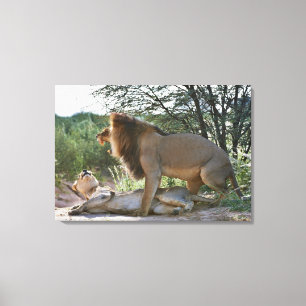 lejon som parar ihop, Panthera leo, Kgalagadi Canvastryck
