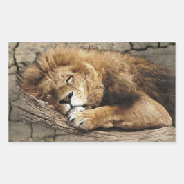 Lejon sovande djursten vild katt rektangulärt klistermärke