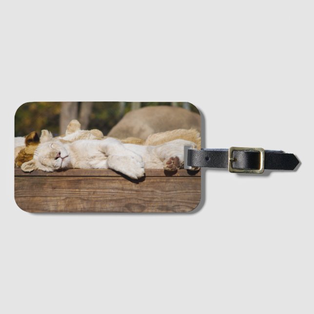 Lejon Spipande i Sol syd-Afrikans foto Bagagebricka (Framsida horisontal)
