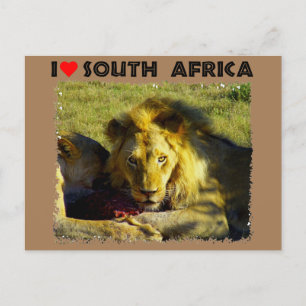 Lejon stare i syd-Afrikan Vykort
