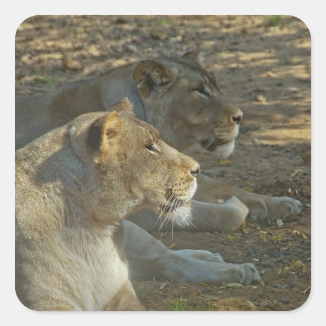 Lejon Sticker Fyrkantigt Klistermärke (Framsida)