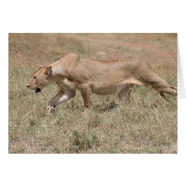 lejon stjälk hälsningskort (Framsidan Horizontal)