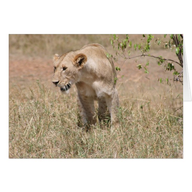 lejon styrka hälsningskort (Framsidan Horizontal)