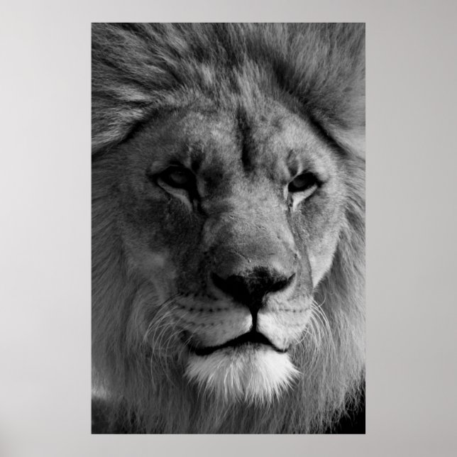 Lejon svartvit fotografik poster (Framsidan)