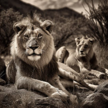 Lejon - Svartvit pussel