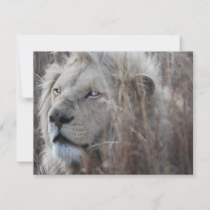 Lejon sydafrikansk vit nära