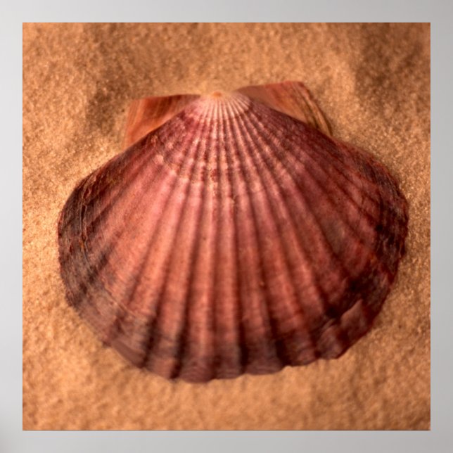 Lejon Tass Poster (Framsidan)