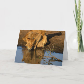 Lejon & ungar helgkort