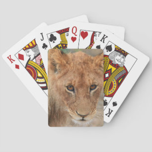 Lejon unge casinokort