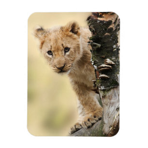 Lejon unge magnet