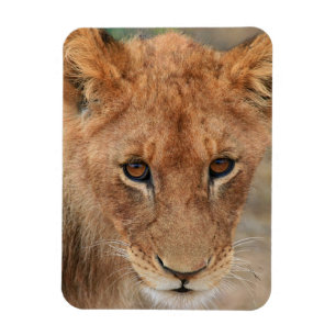 Lejon unge magnet
