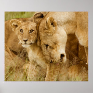 Lejon unge & mor poster