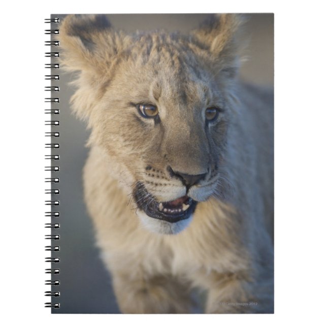 Lejon unge (pantheraen Leo) | Namibia Anteckningsbok (Framsidan)