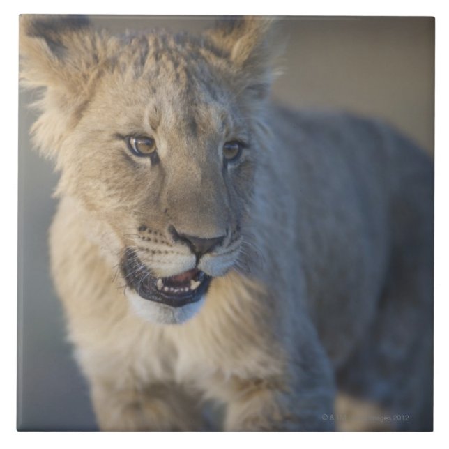 Lejon unge (pantheraen Leo) | Namibia Kakelplatta (Framsidan)