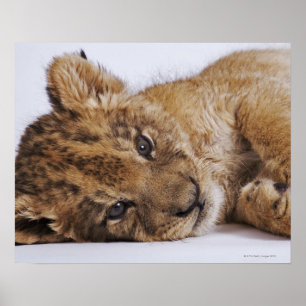 Lejon unge (pantheraen leo) som ljuger på sidan, poster