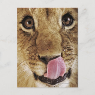 Lejon unge (pantheraen leo) som slickar näsan, vykort