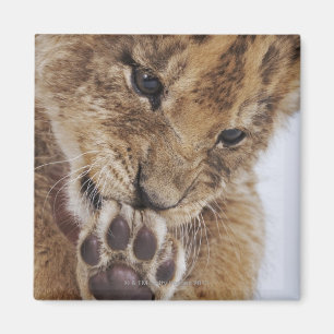 Lejon unge (pantheraen leo) som slickar tassen, magnet