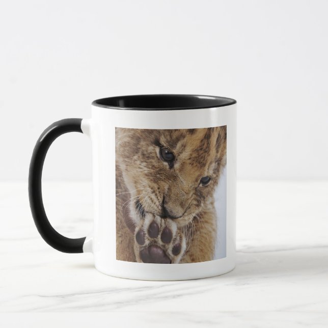 Lejon unge (pantheraen leo) som slickar tassen, mugg (Vänster)