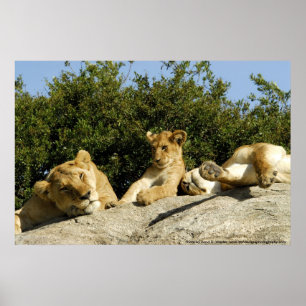 Lejon unge poster