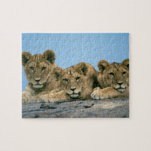Lejon Unge Puzzle Pussel