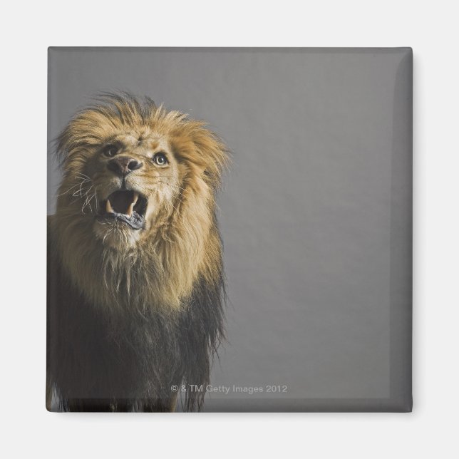 Lejon uppfödning magnet (Framsidan)