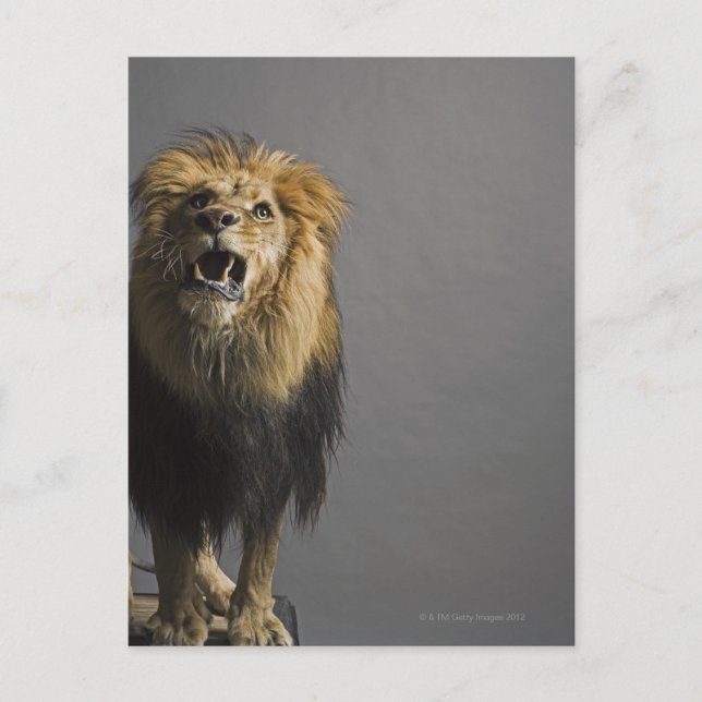 Lejon uppfödning vykort (Framsida)