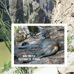 Lejon uppmjukning av berg i skugga. Big Bend NP Vykort