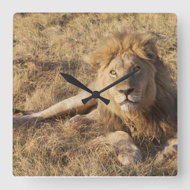 Lejon Väggur (Framsida)