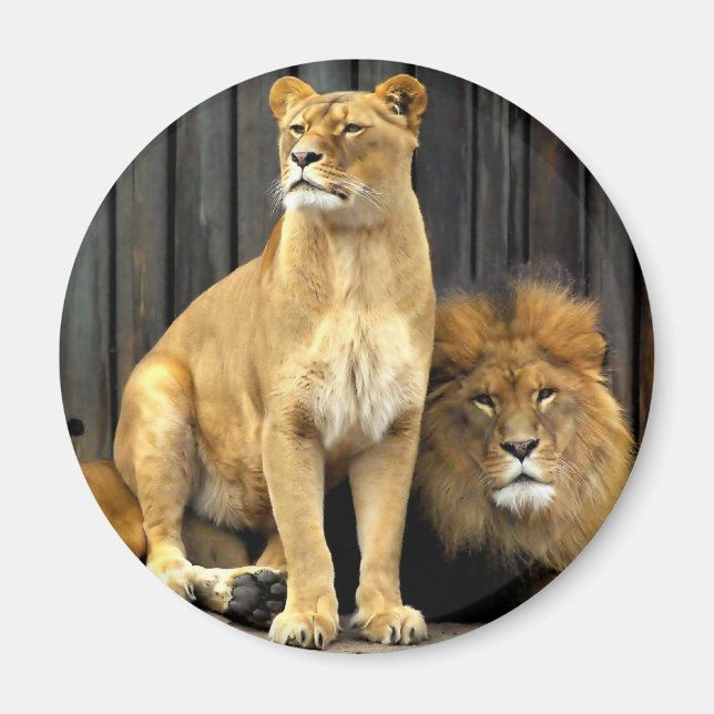 Lejon - Varför är du sitta på mig? Magnet (Framsidan)