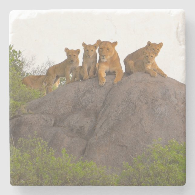 Lejon Visa scenen därifrån Sten Perch Stenunderlägg (Framsidan)